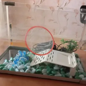 Akvarium / Аквариум