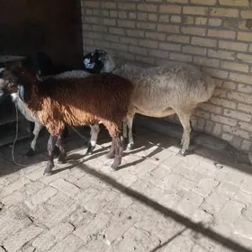 sarlyk gazaky gisar goyunlar