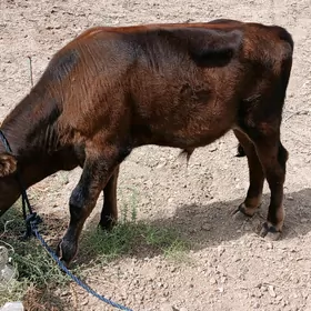 Göle