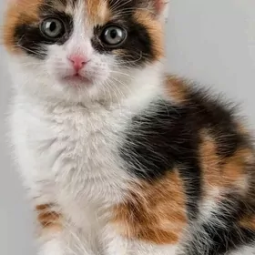 Котёнок девочка