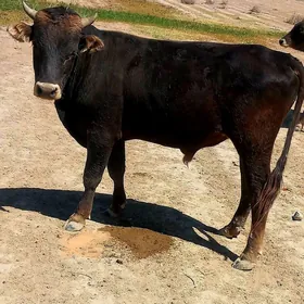 Öküz