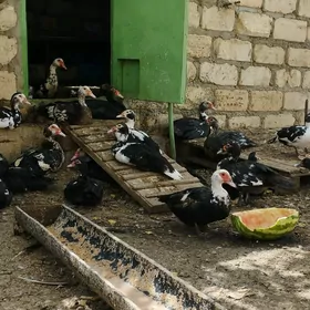 Индаутки