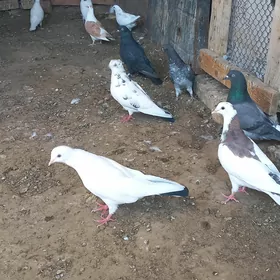 kepderi