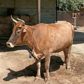 Gysyr Sygyr