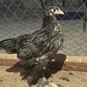 brama