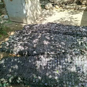 Yaprak Nawesa dakylyan