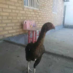 Taşkent mâki