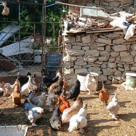 Towuk brama
