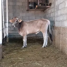 ÖKUZ