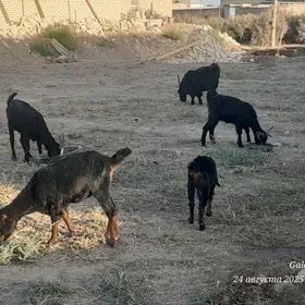 Geçiler