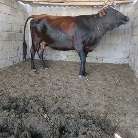 Sygyr