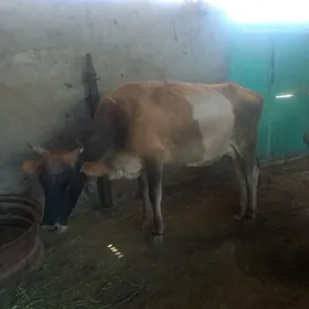 sygyr