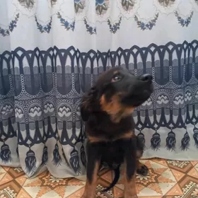 Щенок