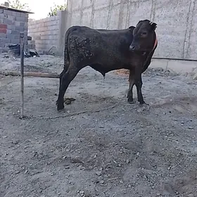 Oküz