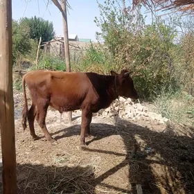 öküz
