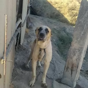 oskar