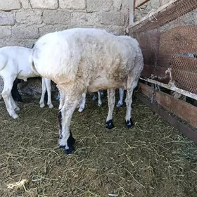 Goç