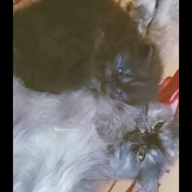 персидские котята
