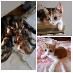Котята