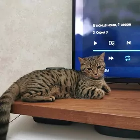 Кошка