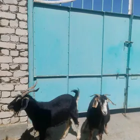 geci