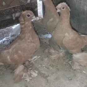 Kepderi
