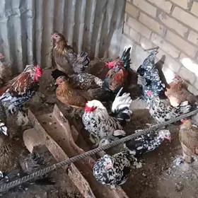 karlikler