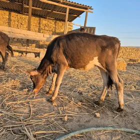 Göle