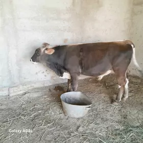 öküz