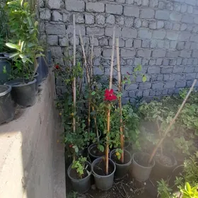çyrmaşyk gül