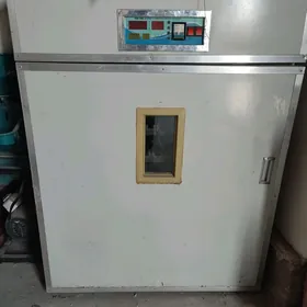 incubator инкубатор