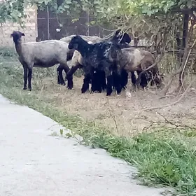 Goýun 2 sanak we Tokly 5 sanak