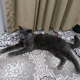 pişik