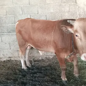 Ökùz