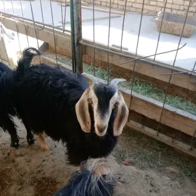 Çebis