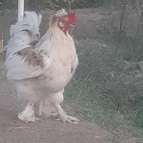 Satlyk horoz