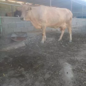 Bogaz Sygyrlar