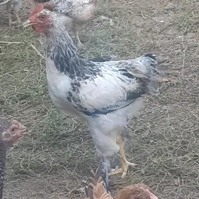 6 aýlyk juje horaz