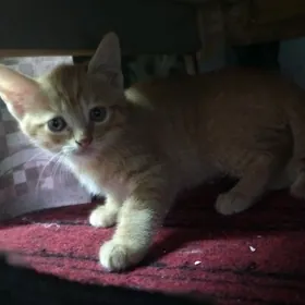 Котята домашние в хорошие руки