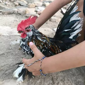karlik yaponçik horaz