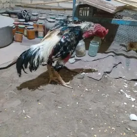 Horaz