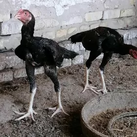 horoz