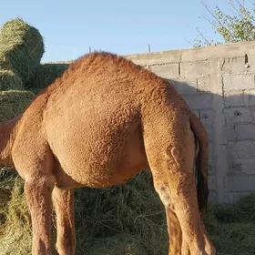 düye