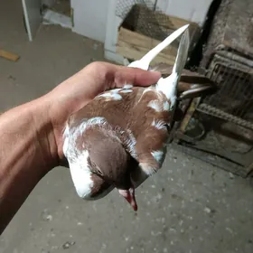 kepdri