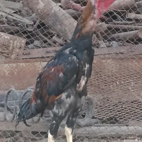 baýsy jüje