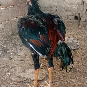 horaz