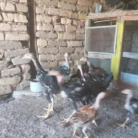 paroda juyje