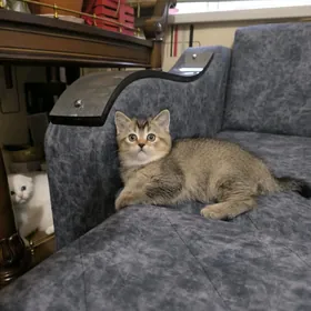 котёнок шиншилла