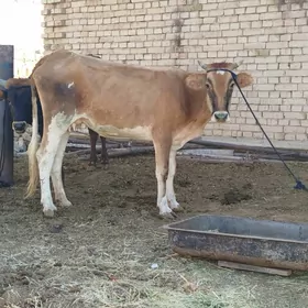 goleli sygyr