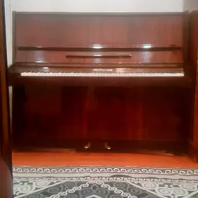satlyk pionina